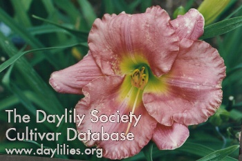 Daylily Calcasieu Rose